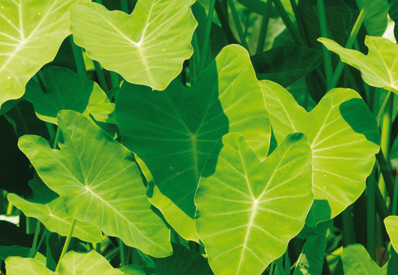 TAIOBA – Você conhece?